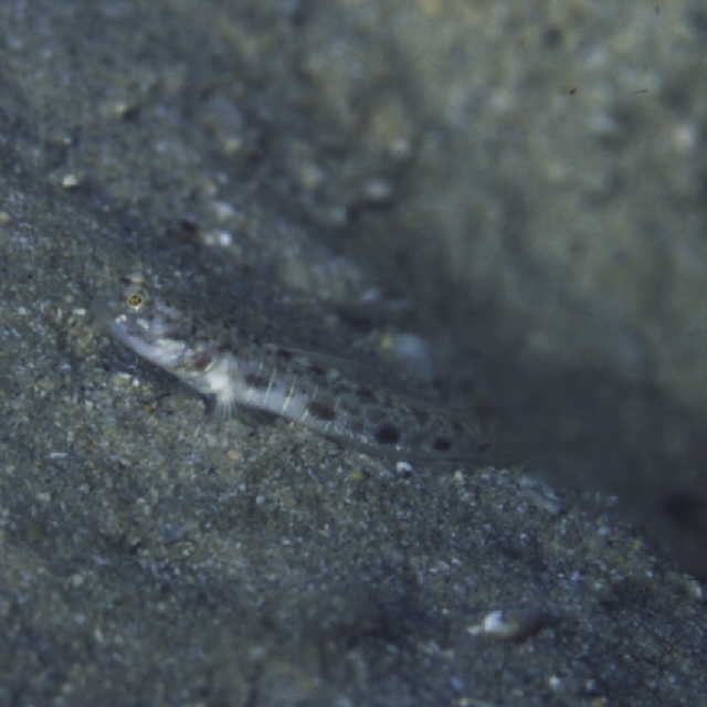 Psilogobius prolatus